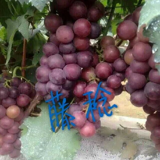 平邑县藤稔葡萄苗