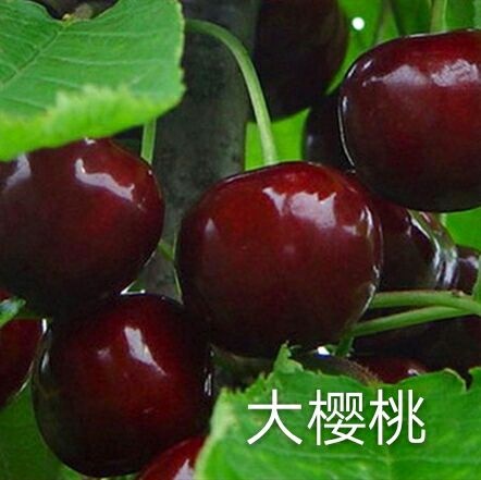 汉源县 红灯大樱桃苗 高产量，提供种植技术