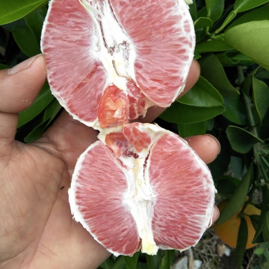 红肉脐橙 55mm以下 4两以下