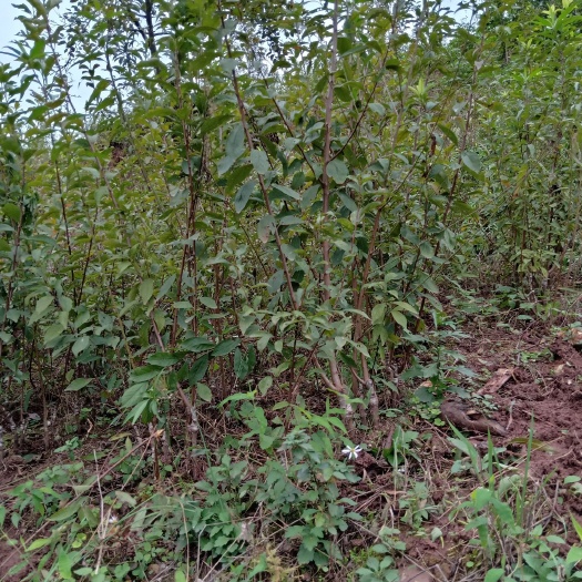 椎李苗 嫁接苗 裸根苗