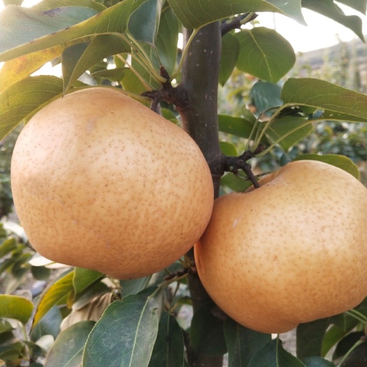 沂水县金秋梨 500-550g 85mm以上