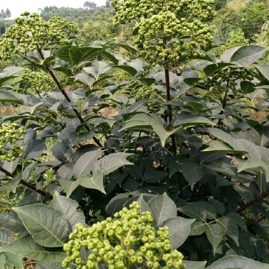 池州 中花吴茱萸苗