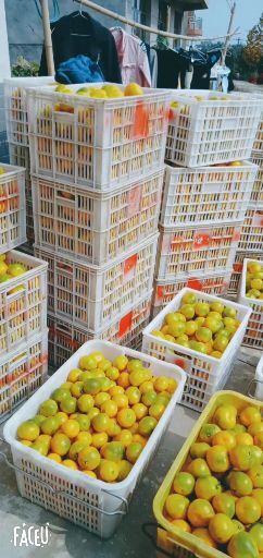 永修县温州蜜桔 5.5 - 6cm 3两以上