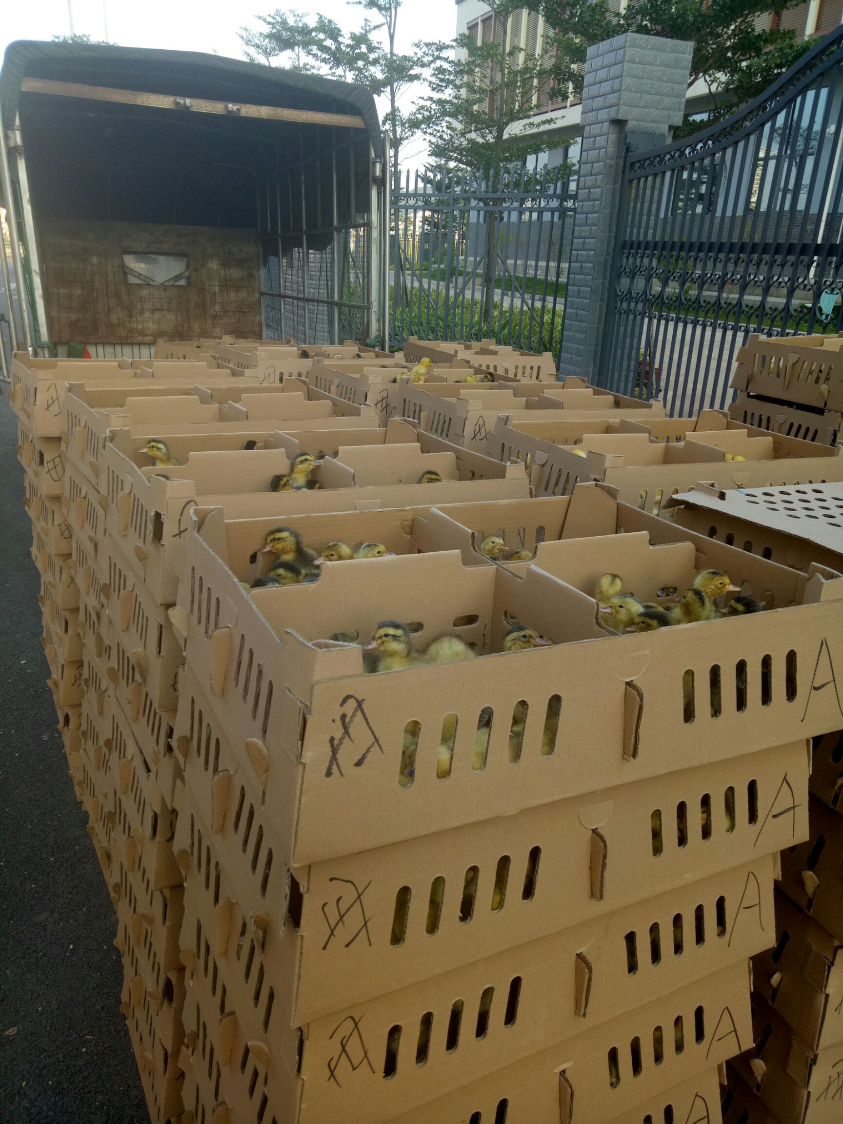 杂交鸭苗 包打疫苗、大种杂交鸭