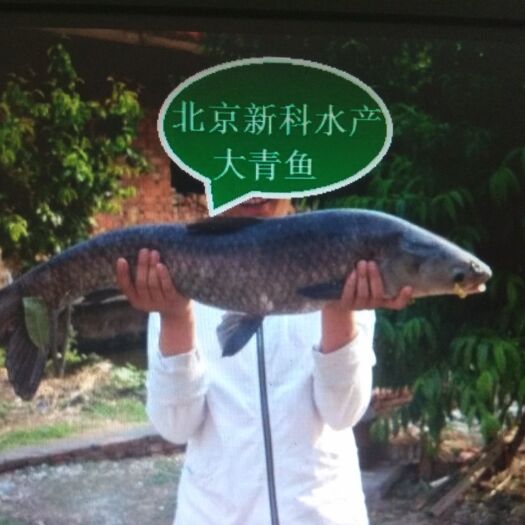 南京青鱼苗 