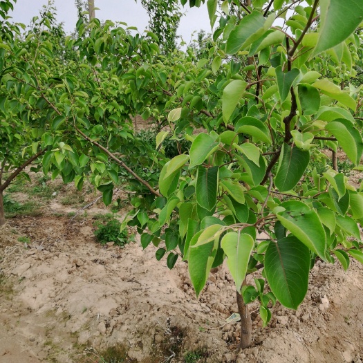 绛县红香酥梨树苗 2.5~3米