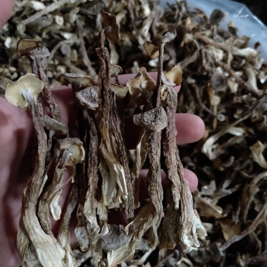 长沙鹿茸菇 人工种植 散装 干货 