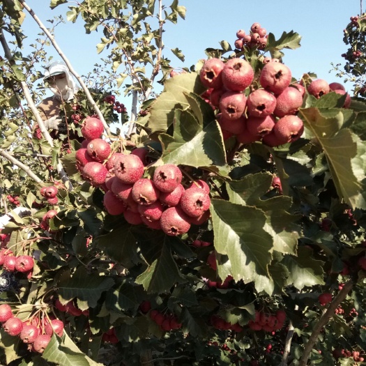 瓦房店市大金星山楂 预售自家果园种植的大金星，不打膨大剂，耐储存