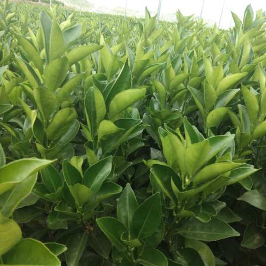 瑞金市纽荷尔脐橙苗 嫁接苗 0.5~1米 