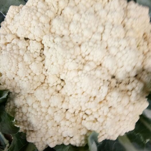 邯郸有机花菜 适中 2~3斤