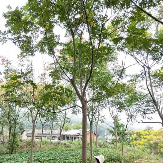 益阳黄山栾树 