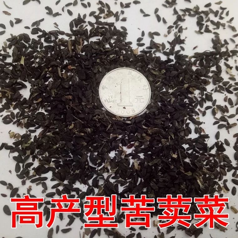 青绿饲料  苦荬菜种子 多年生牧草草籽 鱼猪鸡鸭鹅苦麻菜苦麦菜苦买菜