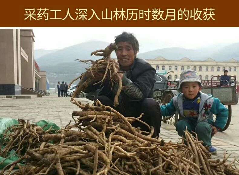 纹党参  党参批发质量保证多年生长党参