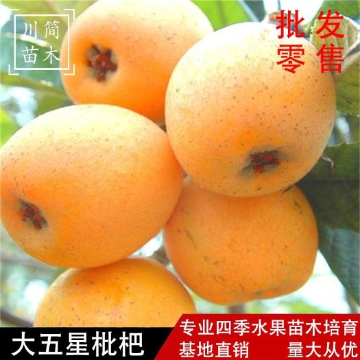 简阳市大五星枇杷苗  枇杷苗 品种保证  基地直销