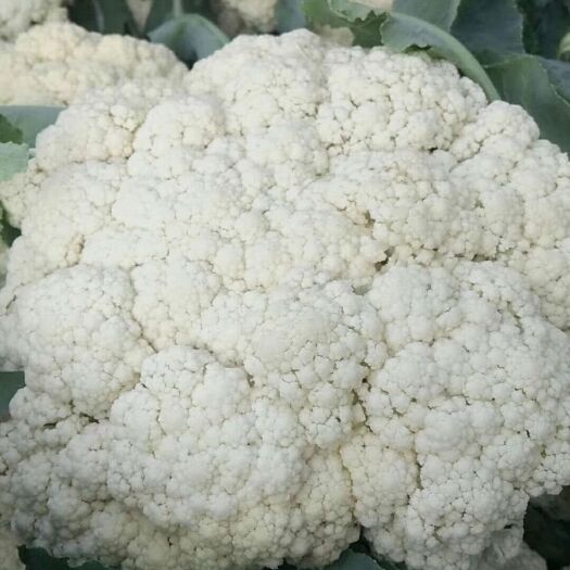 博爱县白花菜花 适中 河南省焦作市博爱县 2~3斤