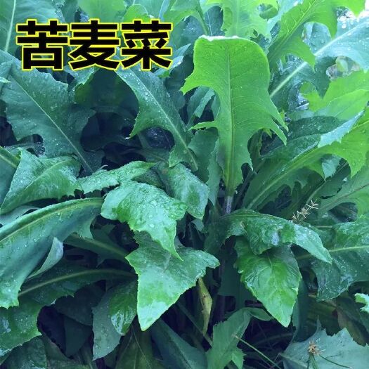 青绿饲料  苦荬菜种子 多年生牧草草籽 鱼猪鸡鸭鹅苦麻菜苦麦菜苦买菜