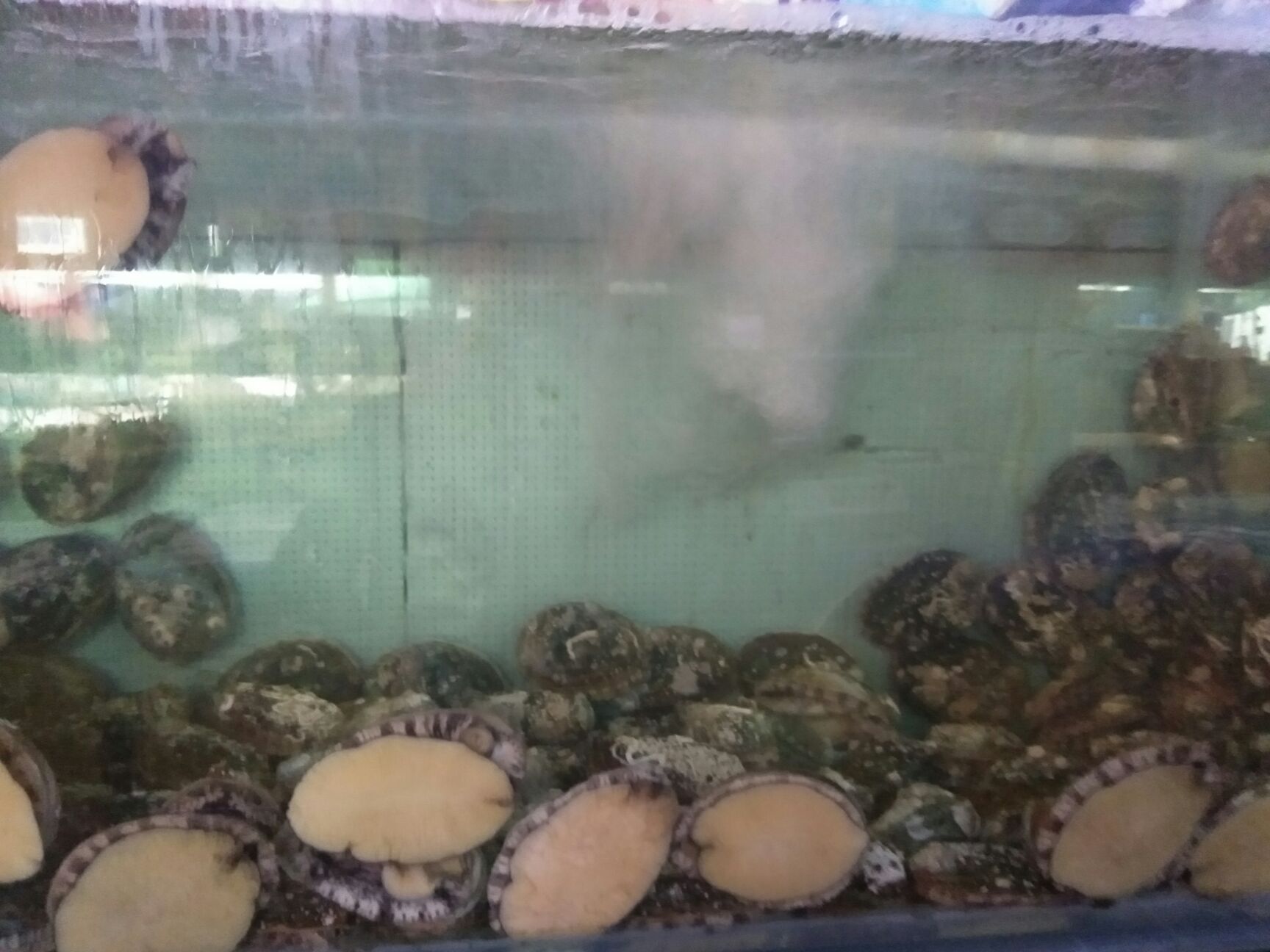 大连海参