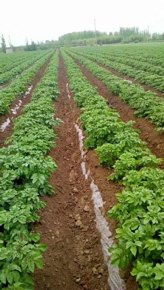 荷兰15号种薯  荷兰十五土豆种子 早熟高产 抗病能力强产量