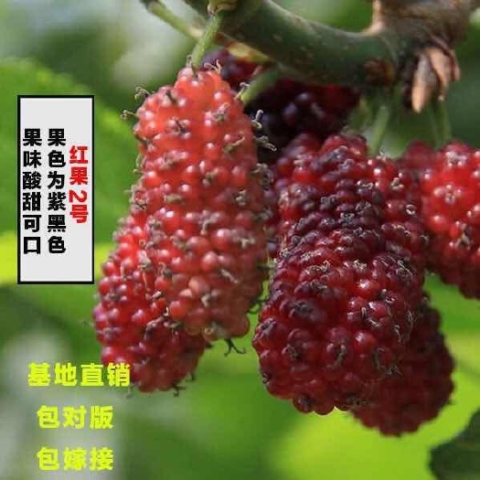 海宁市红果2号桑树苗 包对版包嫁接 海宁果桑苗