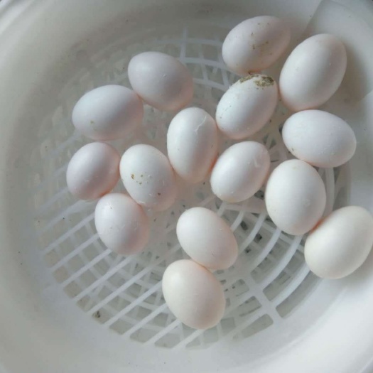 惠州白鸽蛋 食用 箱装
