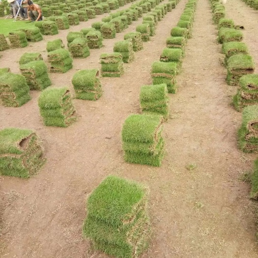 郴州马尼拉草皮