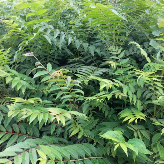 泰安红油香椿苗 2公分以下 