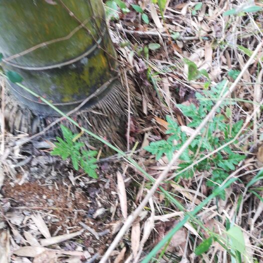 霍山县野芹菜 正宗阴地蕨！量大需预定！运费自理