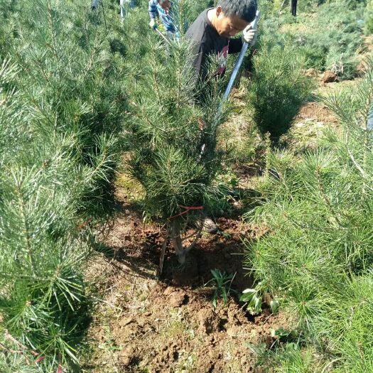 周至县白皮松1.5起步冠幅80土球35