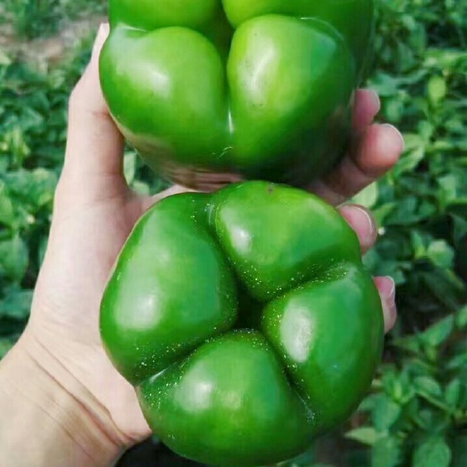 成都甜椒种子/种都高科