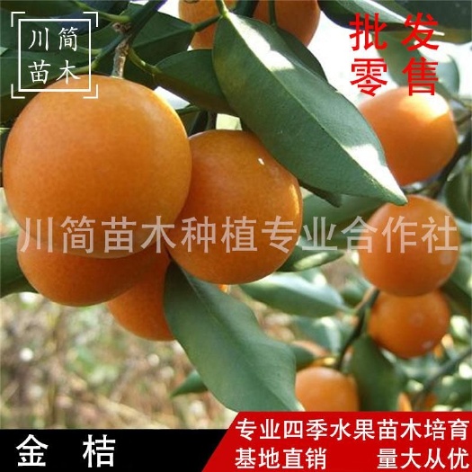 简阳市油皮金桔苗 一代金桔 基地直销 品种保证