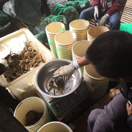 常州生态大闸蟹 3.0-3.5两 公蟹