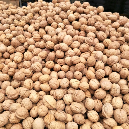 成都 2019 新彊薄壳核桃