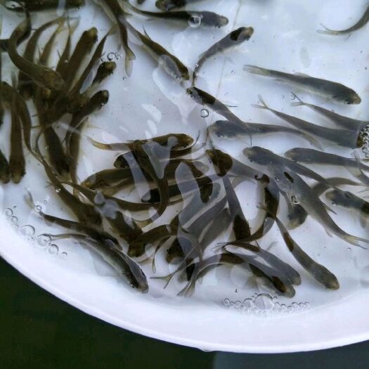 富顺县草鱼苗