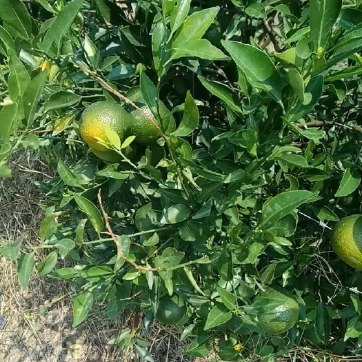 江门新会陈皮