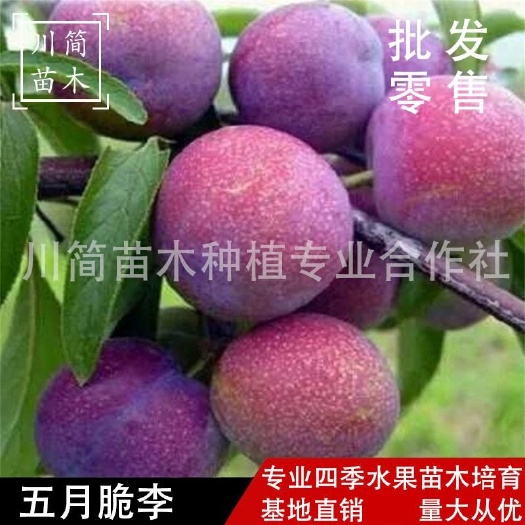 简阳市五月脆李苗  凤凰李苗早熟一点红苗 基地直销  检疫证件齐全