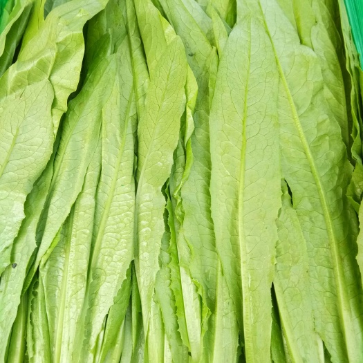 邯鄲美冠油麥菜 20~25cm