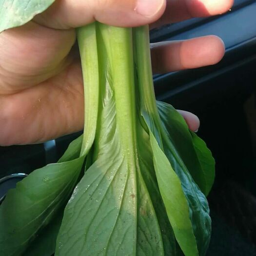曹县上海青小油菜精品上海青小油菜装筐装泡沫箱加冰大中小颗青帮