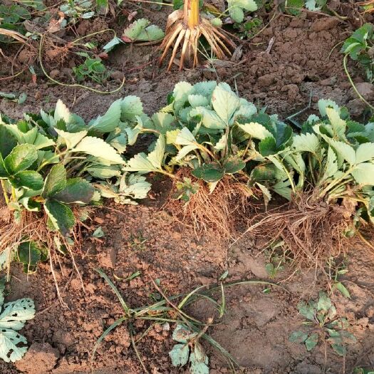 中牟县甜查理草莓苗 地栽苗 10~20公分 