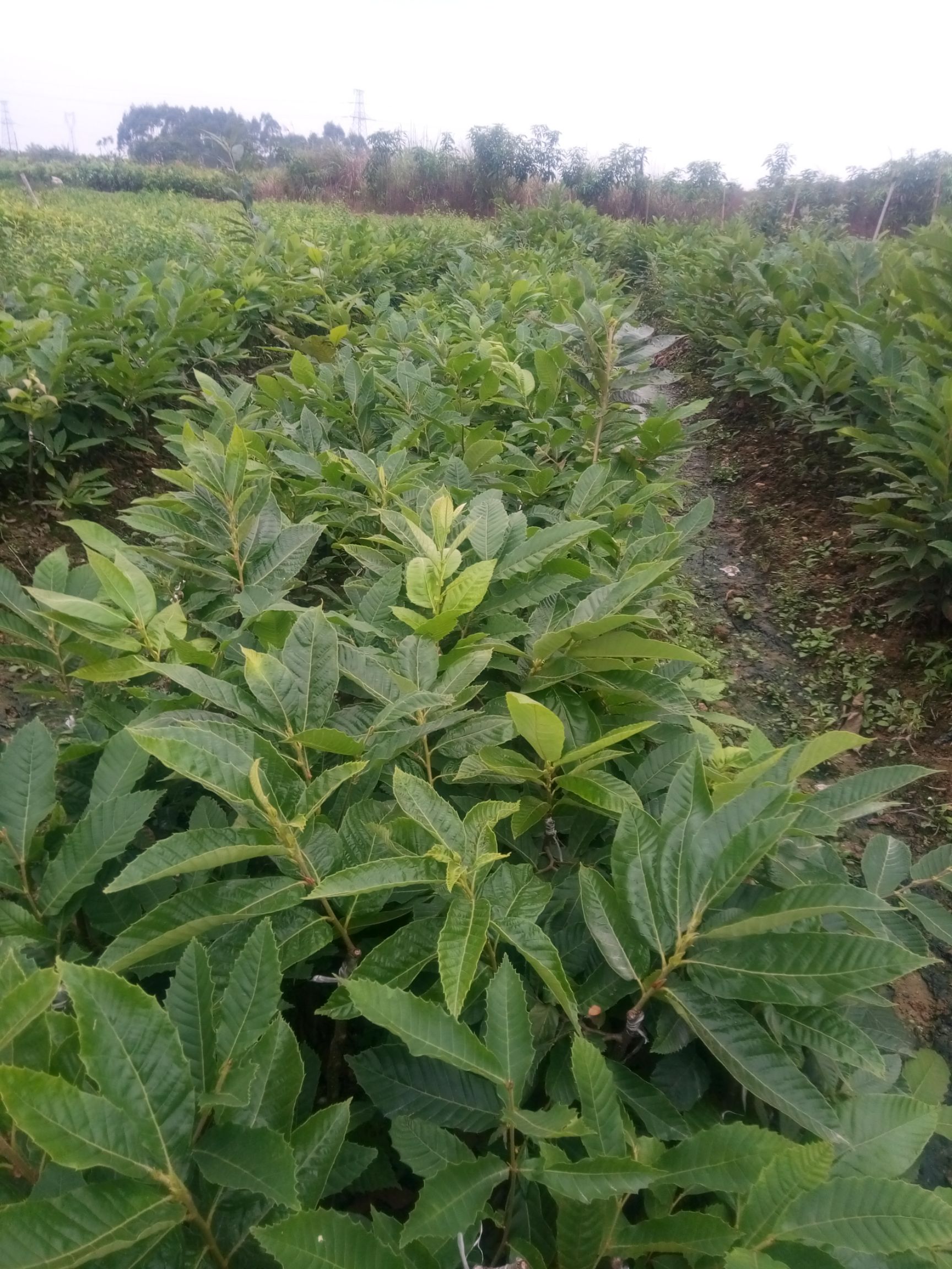 油栗苗 嫁接苗 0.5米以下