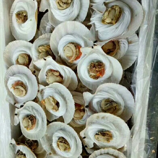 济南 扇贝