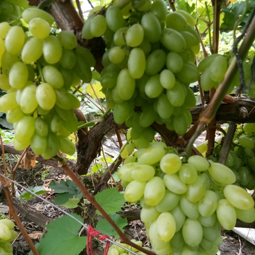 白鸡心葡萄 5%以下 1次果 1.5- 2斤 