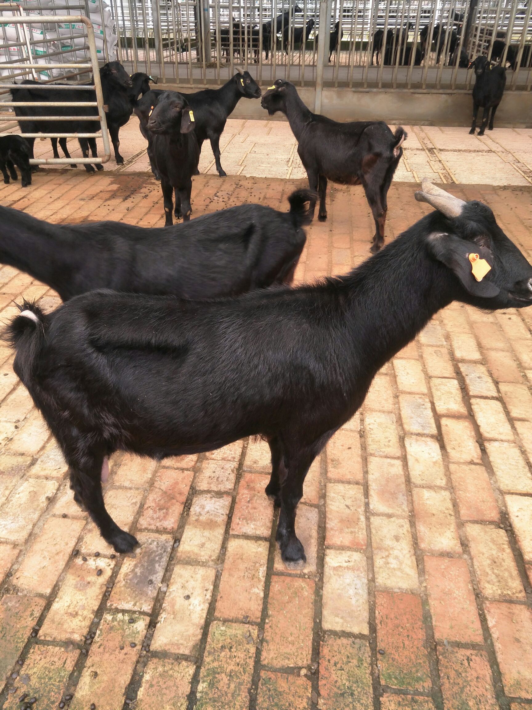 金堂县努比亚金堂黑山羊品种