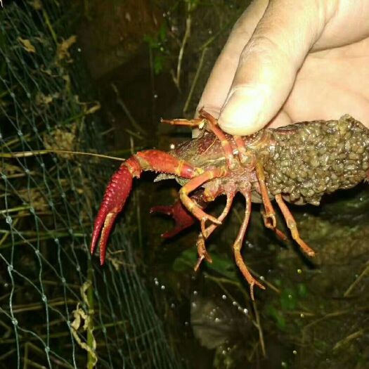 泗阳县青虾