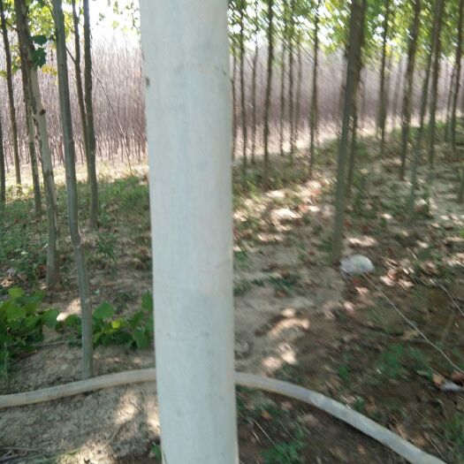 菏泽速生法桐