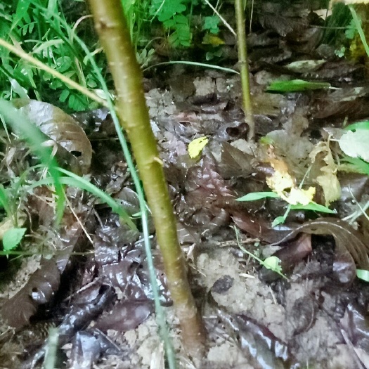 苍溪县实生樱桃苗