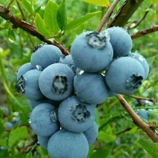 平邑县北高从蓝莓苗