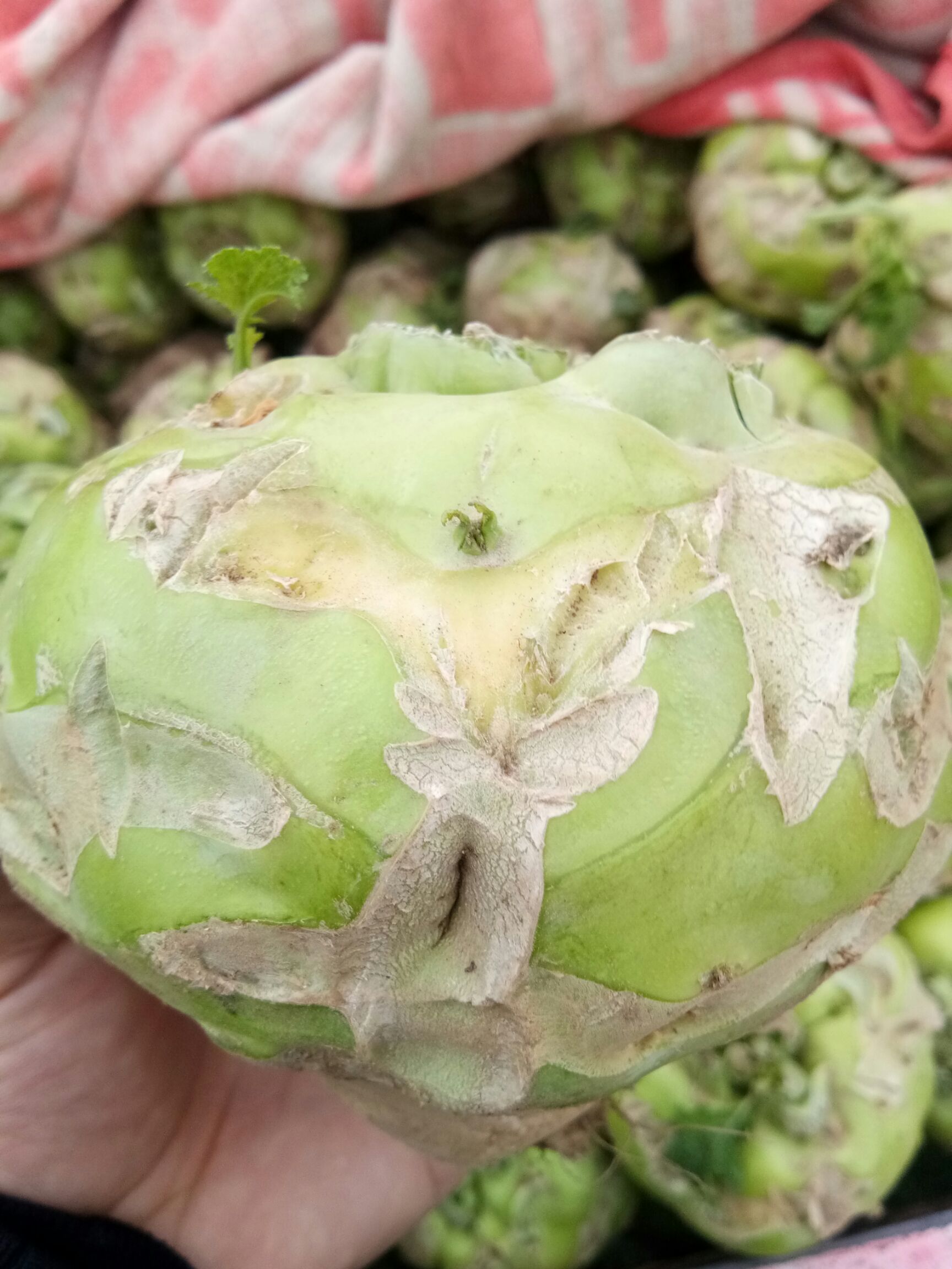 芥菜頭 大量芥菜疙瘩上市了有需要的聯繫我誠信代收各種蔬菜供應各種