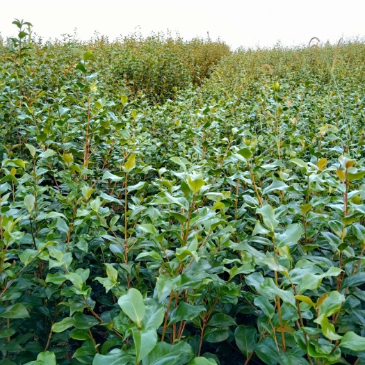 盐津县茶花树 80~100cm