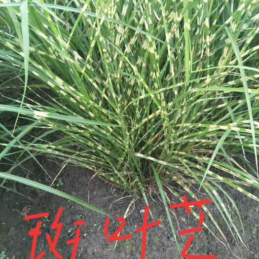 绍兴水生细叶芒