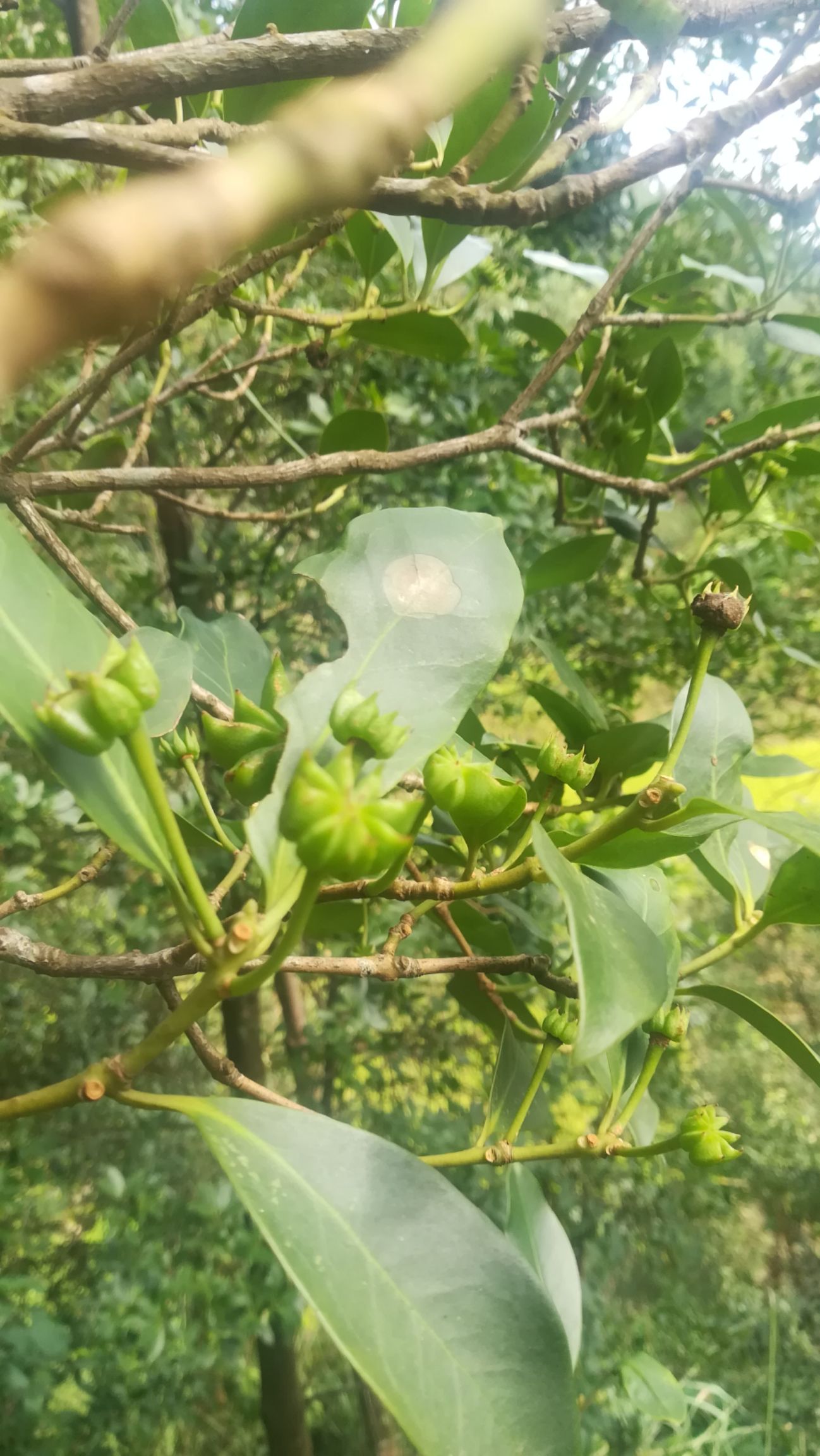 八角树 